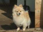 spitz nain (Poméranien), Fille - Spitz Allemand