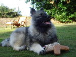 ERMES SPITZ LOUP - Spitz Allemand