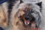 spitz-loup TAO - Spitz Allemand