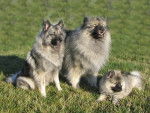 Loups gris d'Occitanie - Spitz Allemand