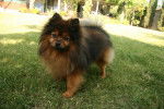 Photo Spitz Allemand