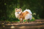 Un Spitz Allemand en train de se promener sur un sentier en terre