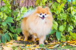 Un Spitz Allemand dans un jardin