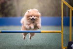Un Spitz Allemand en train de sauter un obstacle