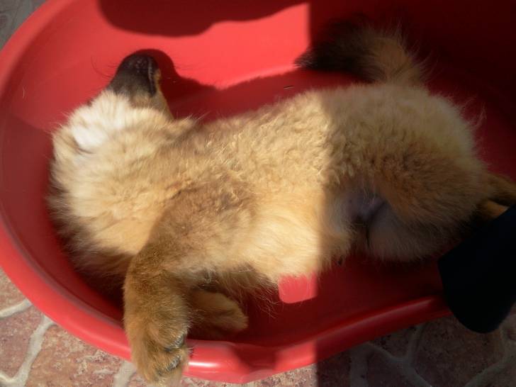 rou - Spitz Allemand Mâle (1 an)