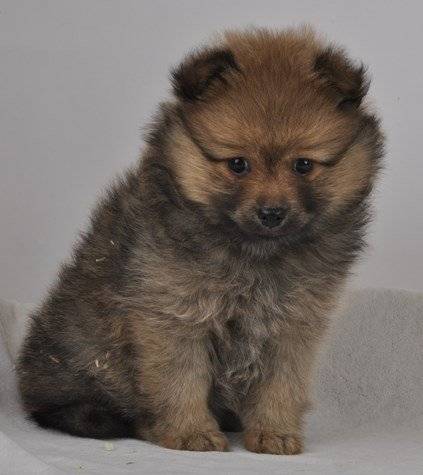 rubi - Spitz Allemand Femelle (2 mois)