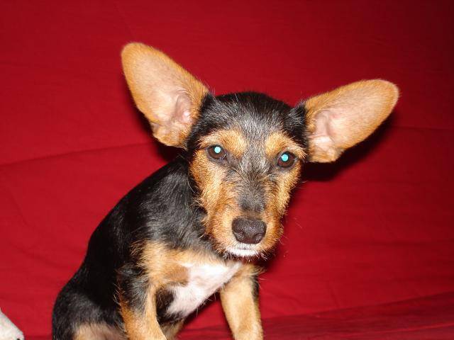 Yorchire croisser par une pompe à vélo !!! - Spitz Allemand