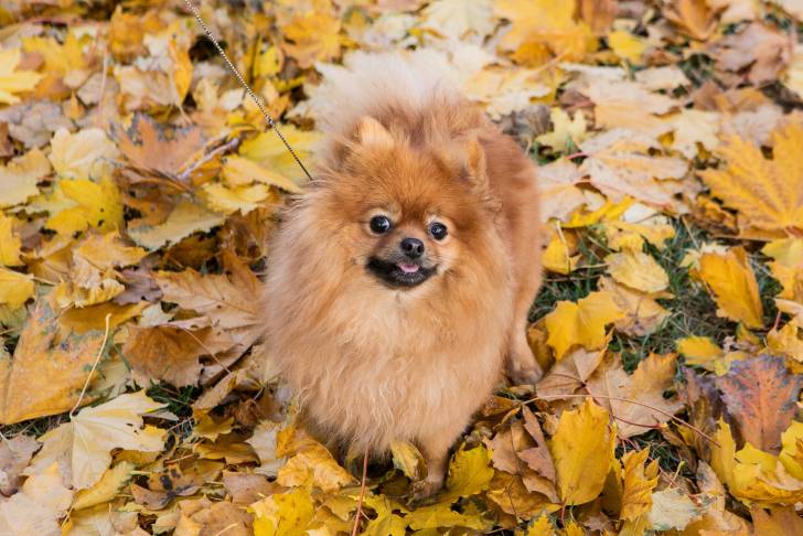 Un Spitz Allemand assis sur des feuilles d'automne