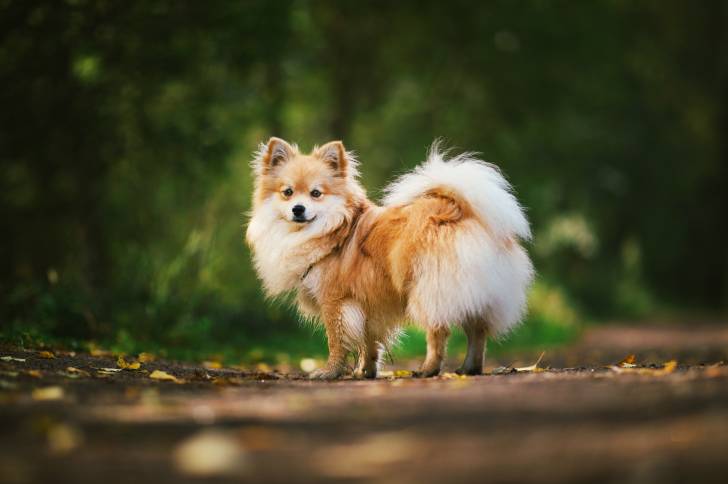 Un Spitz Allemand en train de se promener sur un sentier en terre