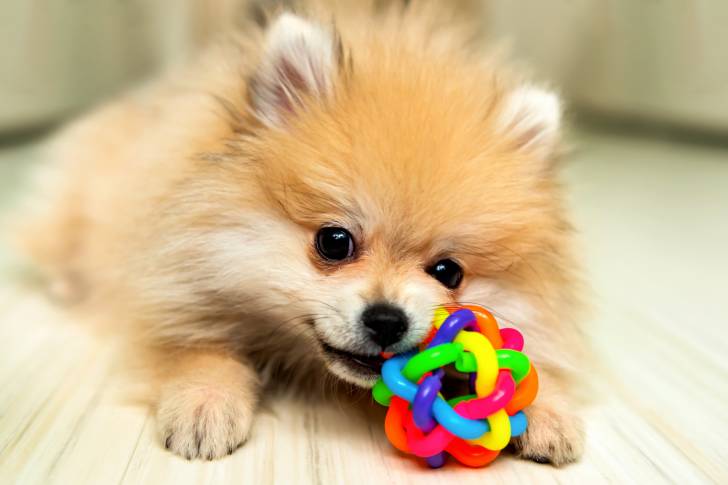 Un Spitz Allemand avec un jouet