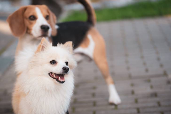 Un Spitz Allemand avec un autre chien