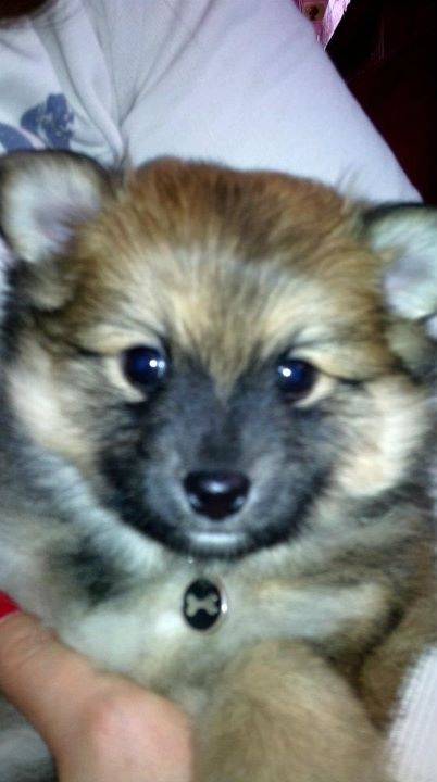 Lugia - Spitz Allemand Femelle (5 mois)