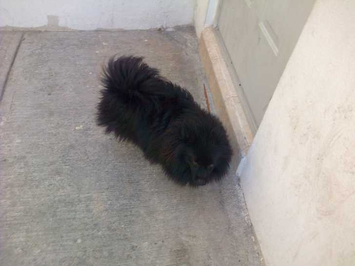 Trankos - Spitz Allemand Mâle (2 ans)