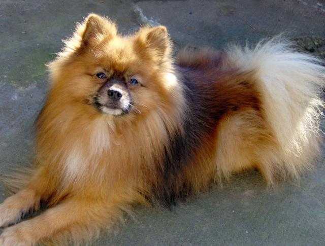 Le Spitz Allemand