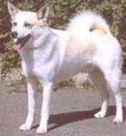 Spitz de Norrbotten - Spitz de Norrbotten