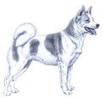 Spitz de Norrbotten - Spitz de Norrbotten