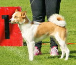 Photo Spitz de Norrbotten