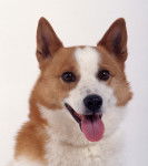 Photo Spitz de Norrbotten