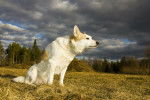 Photo Spitz de Norrbotten