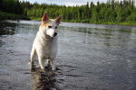 Photo Spitz de Norrbotten