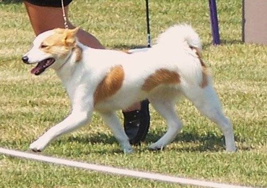 Photo Spitz de Norrbotten