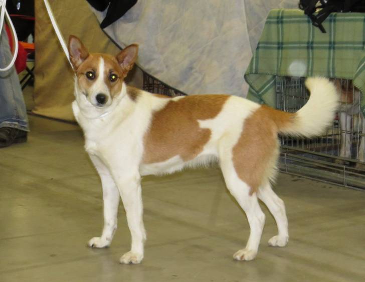 Photo Spitz de Norrbotten