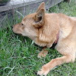 sally - Spitz Finlandais (3 ans)