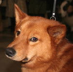 Photo Spitz Finlandais