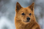 Photo Spitz Finlandais