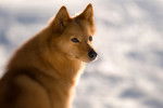 Photo Spitz Finlandais