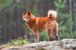Photo Spitz Finlandais
