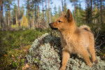 Photo Spitz Finlandais