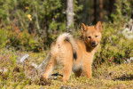 Photo Spitz Finlandais