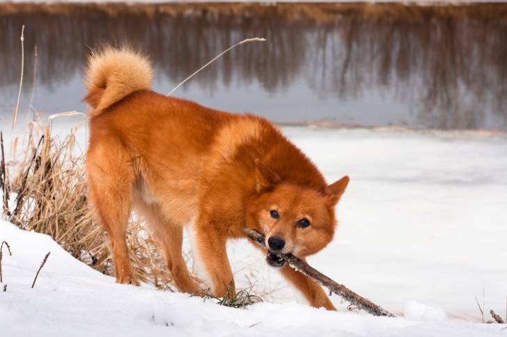 Un Spitz Finlandais joue avec un bâton de bois dans la neige