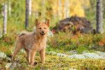 Photo Spitz Finlandais
