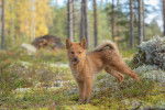 Photo Spitz Finlandais