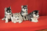 husky babies - Husky Sibérien Mâle (1 mois)