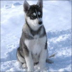 Prosper - Husky Sibérien Mâle (4 mois)