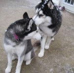 Seren & Galileo - Husky Sibérien (1 an)