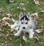 (L) - Husky Sibérien