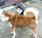 Artemis and Flame - Husky Sibérien (1 an)