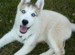 eska - Husky Sibérien (5 mois)