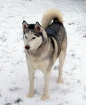 Ice - Husky Sibérien Mâle (7 ans)