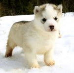 Exer - Husky Sibérien Mâle (5 mois)