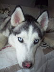 Eyes Watching - Husky Sibérien (8 ans)