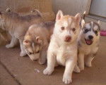 jamie, jason, jewels, jerry - Husky Sibérien