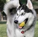 Link - Husky Sibérien Mâle (1 an)