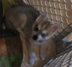 Alex - Husky Sibérien Mâle (6 mois)