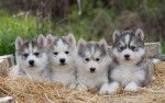 Los cachorros de Maya - Husky Sibérien (4 mois)