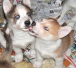 maggie et louna - Husky Sibérien (6 mois)